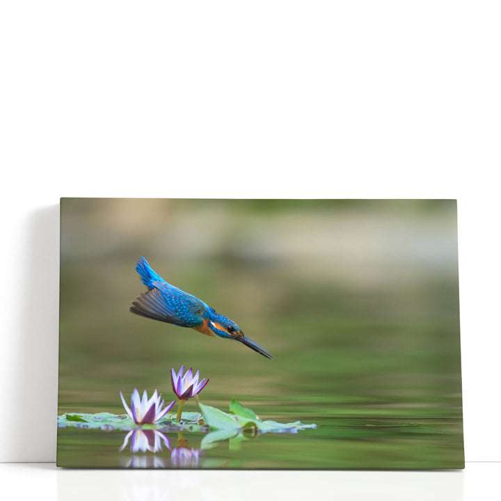Diving Kingfisher - Canvas Print Wall Art