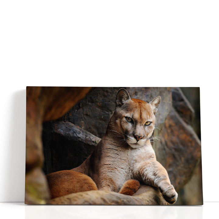 Wild Cat Cougar, Puma in the Forest - Canvas Print Wall Art