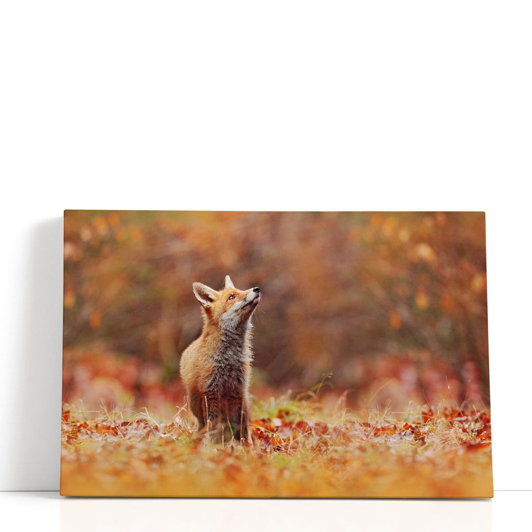 Cute Red Fox in Fall Forest - Canvas Print Wall Art