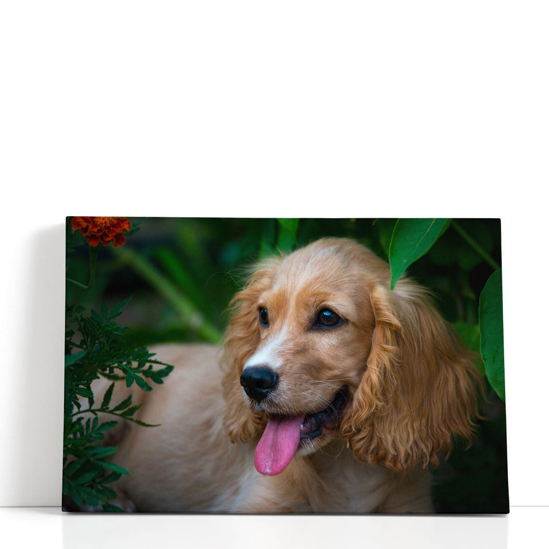 A Happy Cocker Spaniel - Canvas Print Wall Art