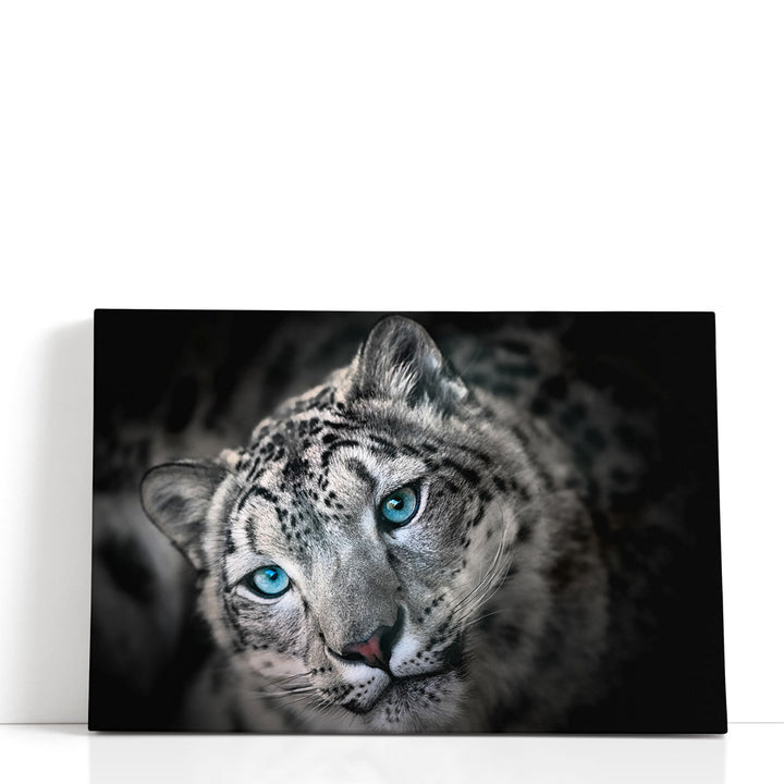 Snow leopard or Irbis Portrait Black and White - Canvas Print Wall Art
