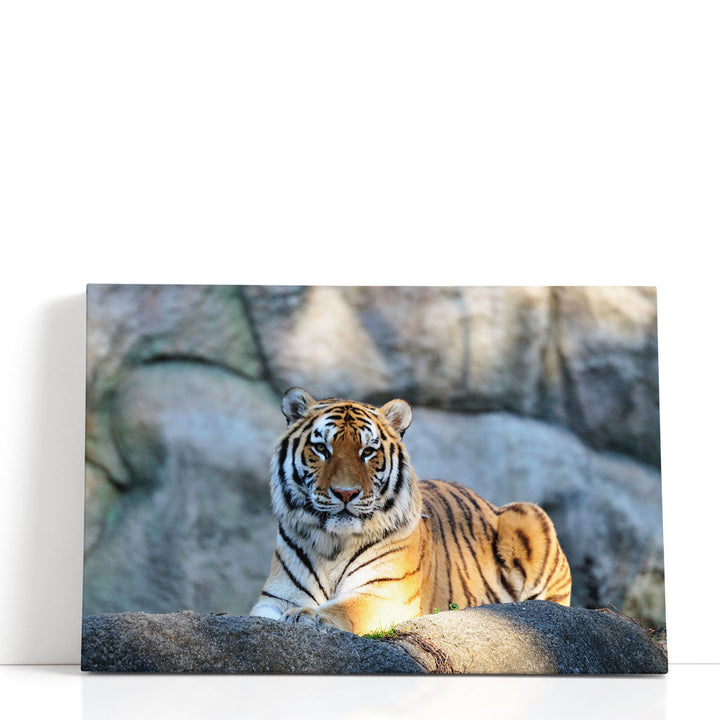 A Tiger During Sunny Day - Canvas Print Wall Art