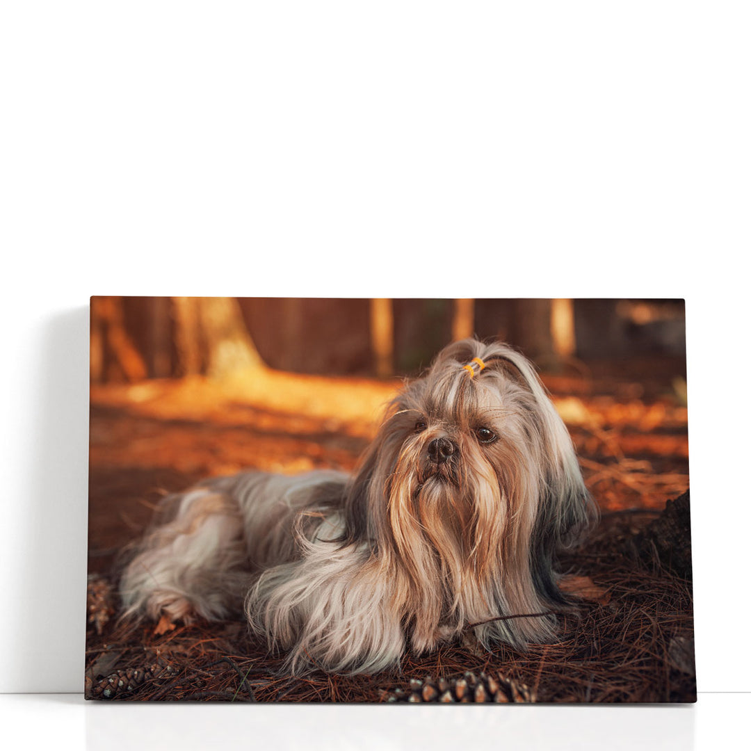 Shih Tzu Dog Resting in Forest at Sunset - Canvas Print Wall Art