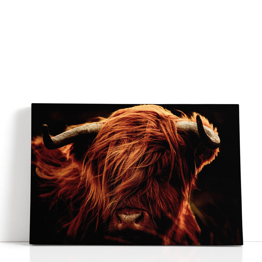 A Close-Up of Highland Cows - Canvas Print Wall Art
