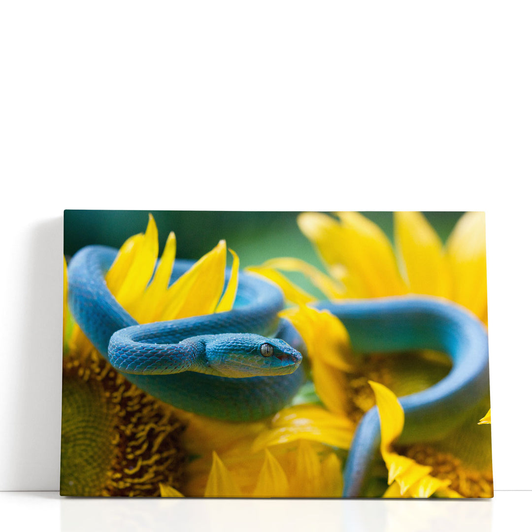 Blue Viper Snake On Sunflower - Canvas Print Wall Art