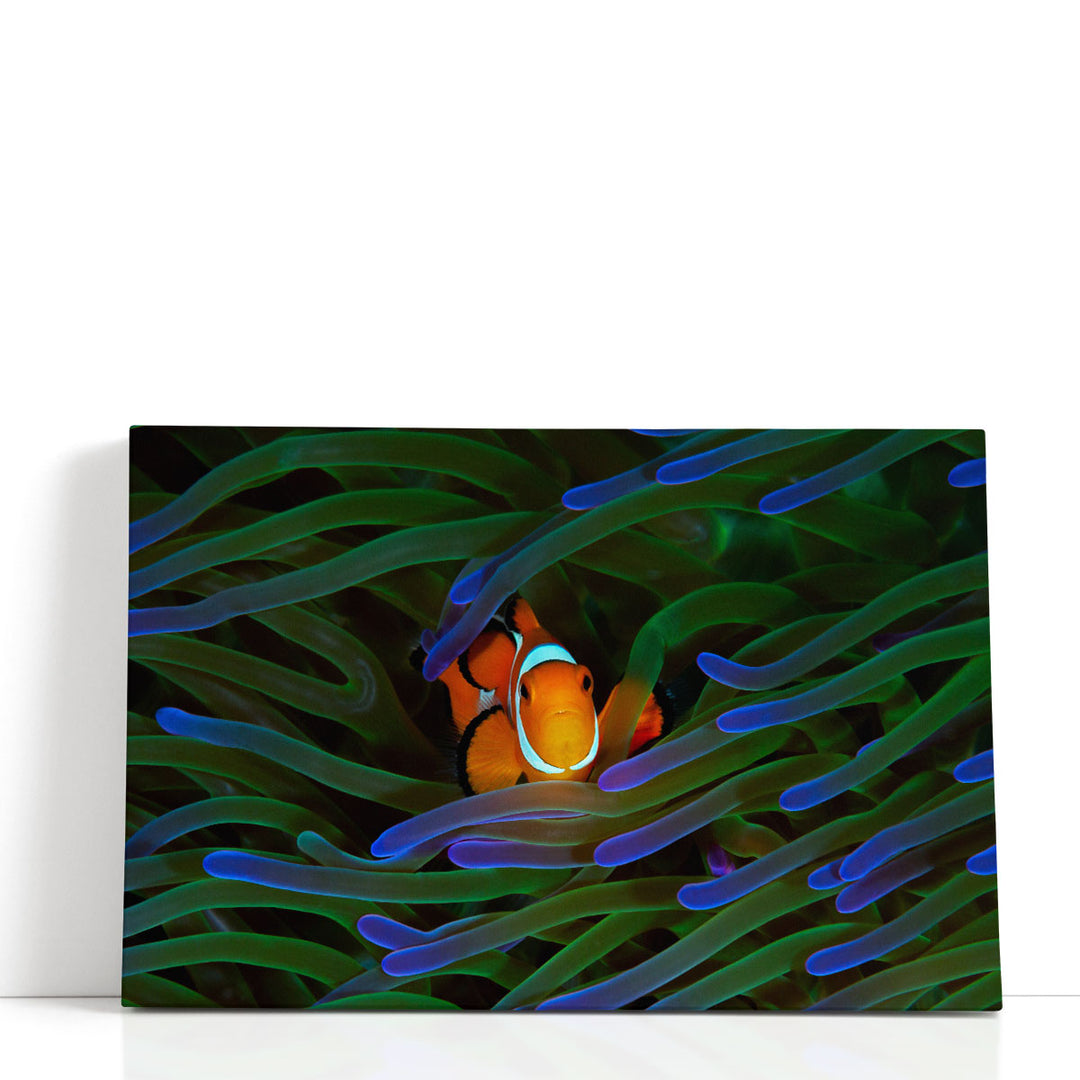 A Cute Orange Clownfish Isolated - Canvas Print Wall Art