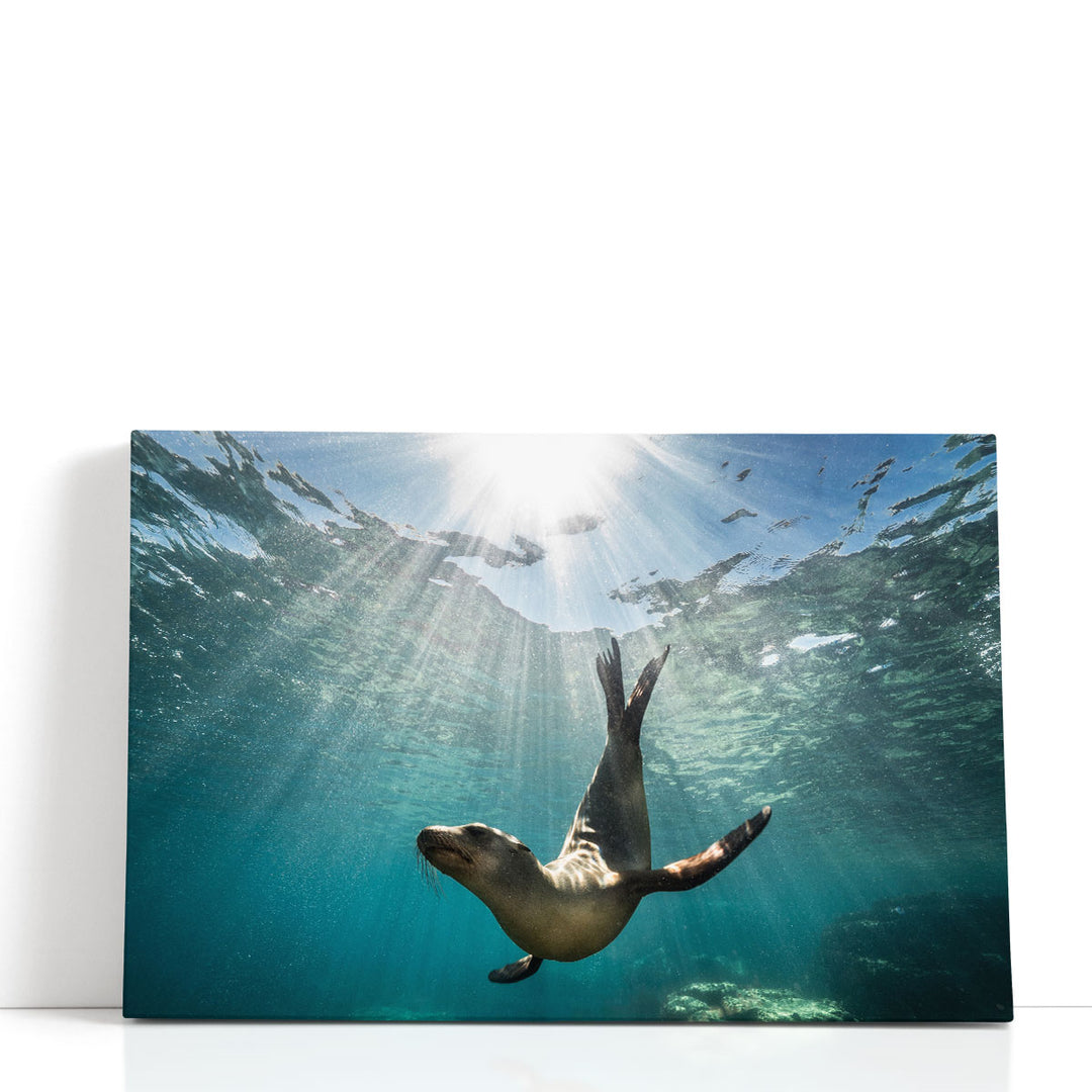California Sea Lion Seal Enjoying The Sun Rays - Canvas Print Wall Art