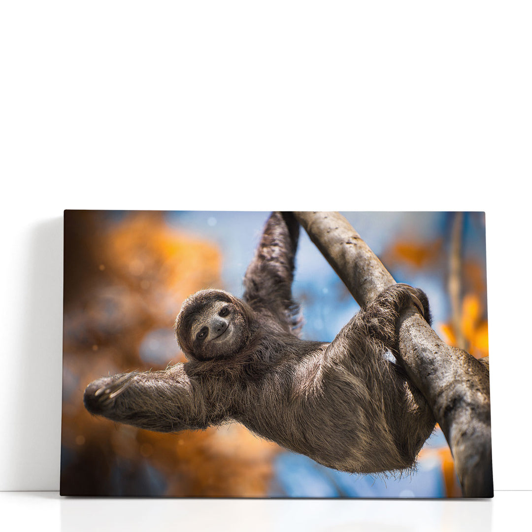 A Happy Sloth in Costa Rica - Canvas Print Wall Art