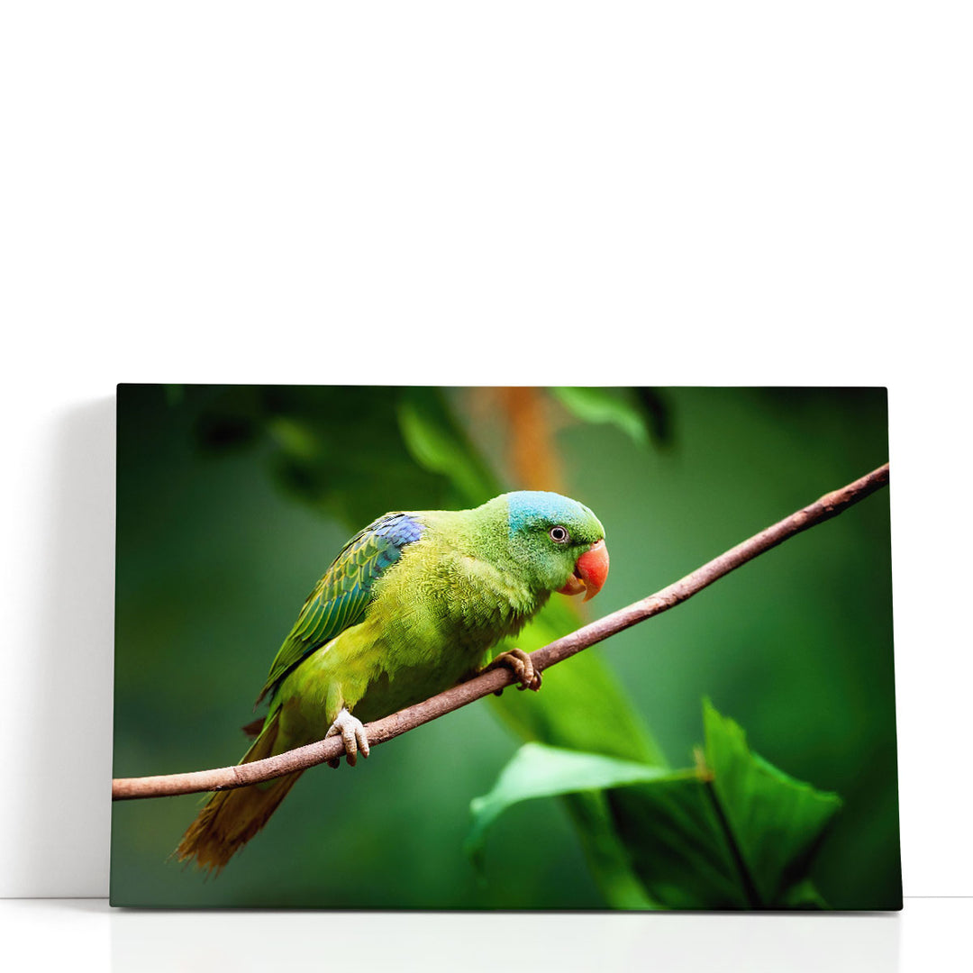 Blue-Naped Parrot, Tanygnathus Lucionensis Closeup - Canvas Print Wall Art