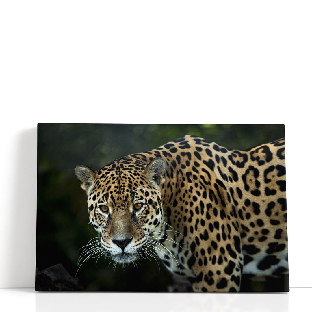 An Isolated Leopard's Closeup - Canvas Print Wall Art