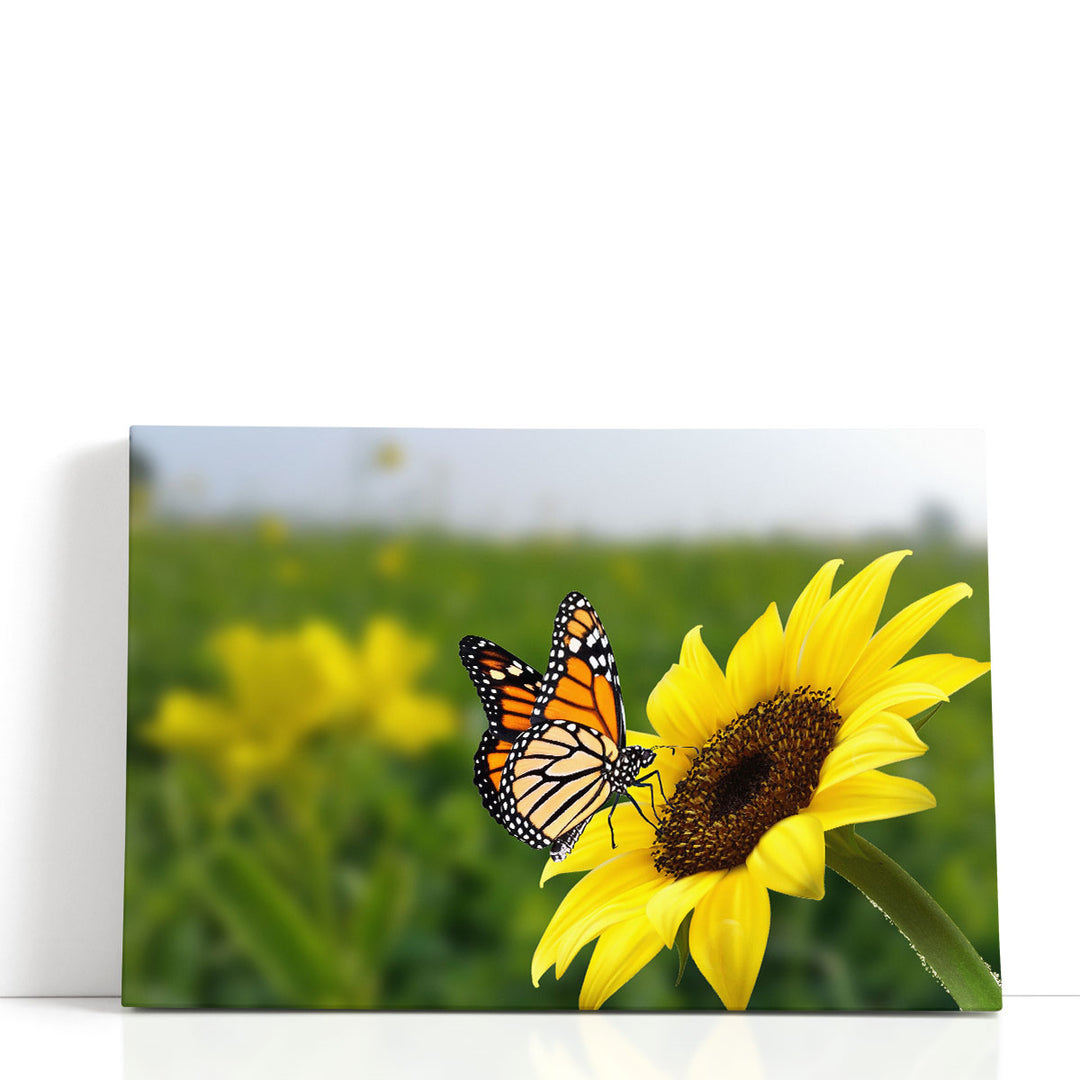 Butterfly on Sunflower - Canvas Print Wall Art
