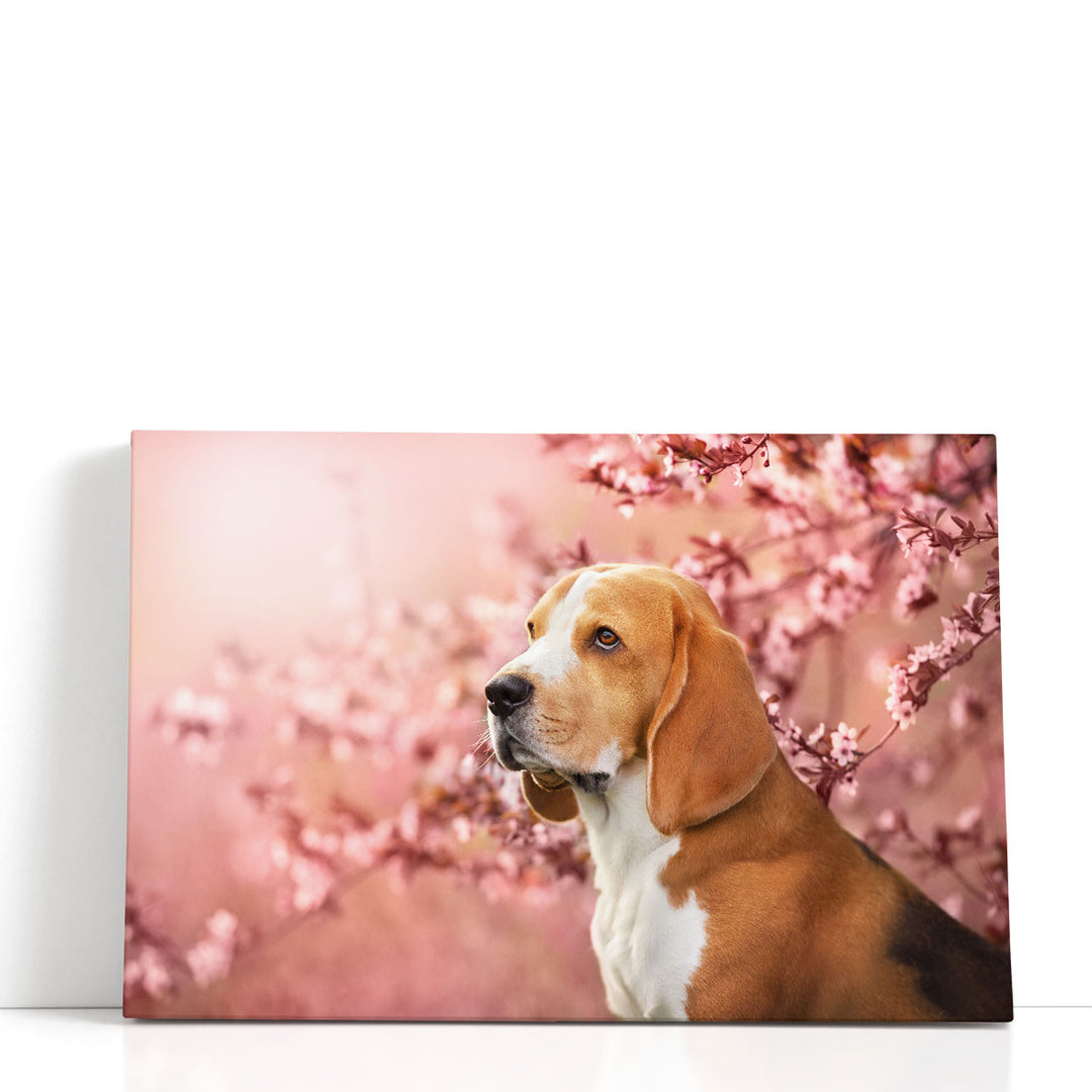 Beagle Dog Portrait in Spring Sakura Cherry Blossom Tree - Canvas Print Wall Art