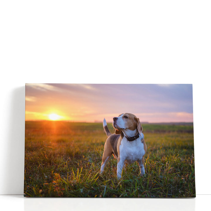 Beagle on a Walk During Sunset - Canvas Print Wall Art