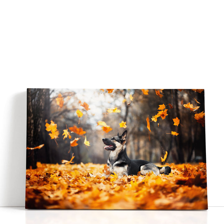 East European Shepherd, Falling Leaves in Autumn - Canvas Print Wall Art