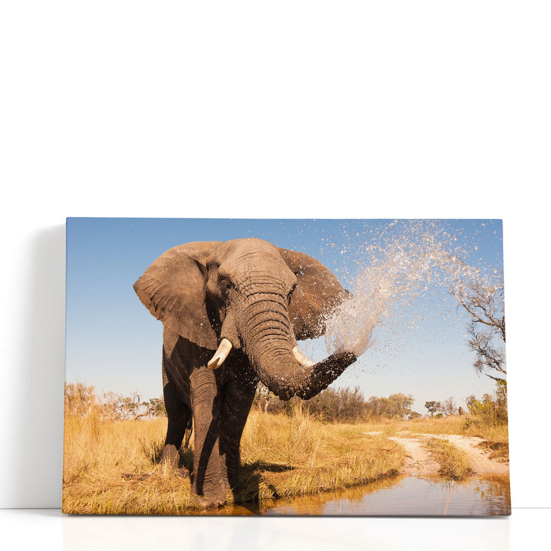 Elephant Spraying Water with his Trunk - Canvas Print Wall Art