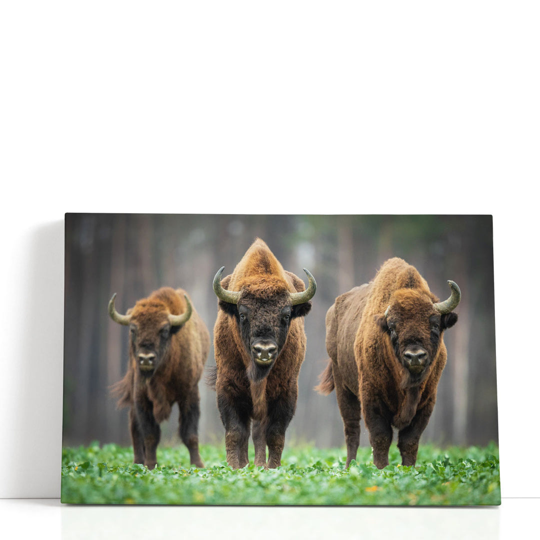 European Bisons in The Knyszyn Forest, Poland - Canvas Print Wall Art