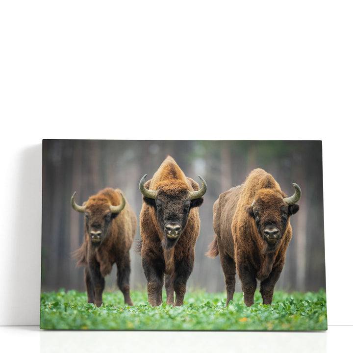 European Bisons in The Knyszyn Forest, Poland - Canvas Print Wall Art