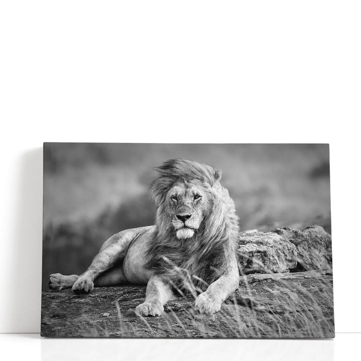 Mighty Lion in the African Savannah - Canvas Print Wall Art