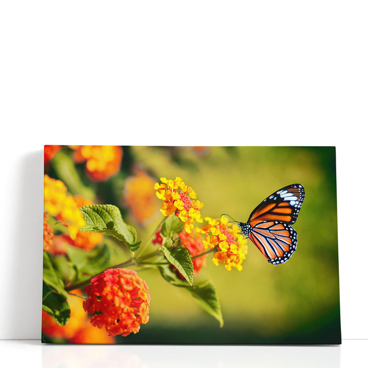 Monarch Butterfly on Lantana Flower - Canvas Print Wall Art
