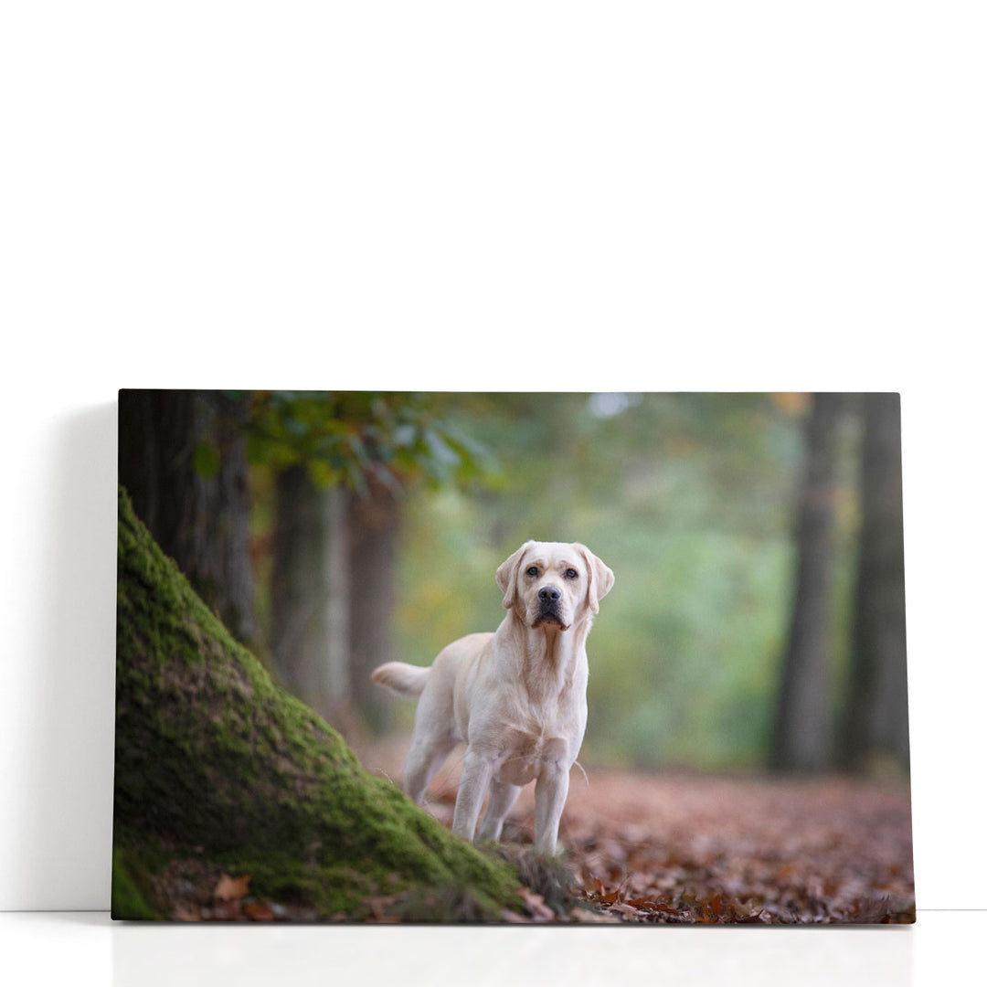 Yellow Labrador Retriever Standing in a Forest - Canvas Print Wall Art