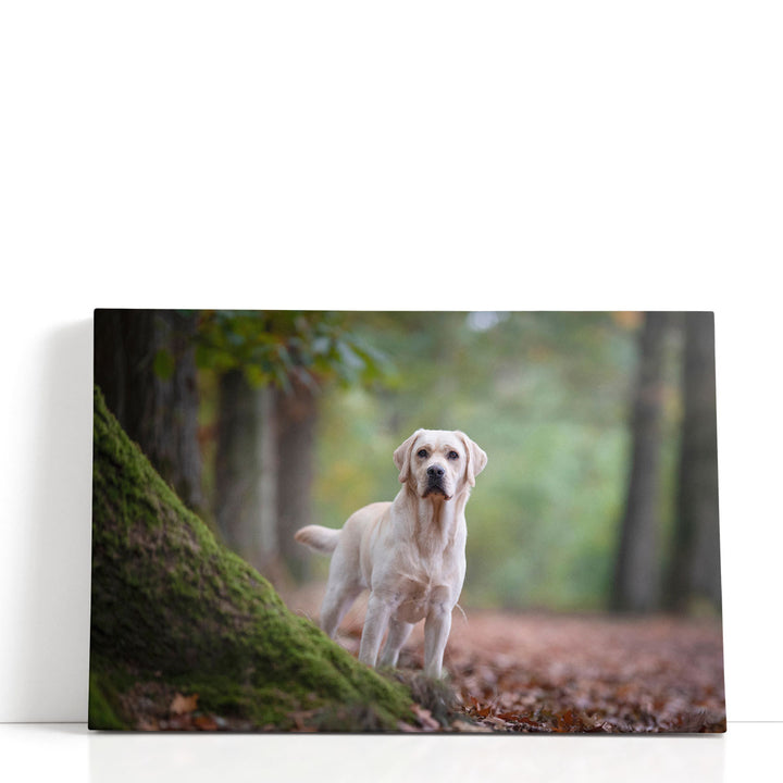 Yellow Labrador Retriever Standing in a Forest - Canvas Print Wall Art