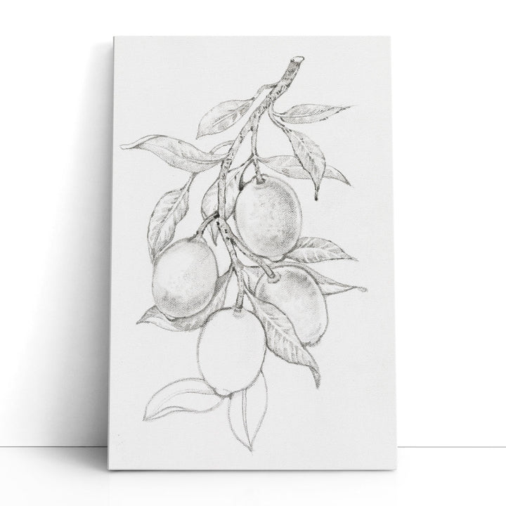 Fruit-Bearing Branch I Black and White - Canvas Print Wall Art