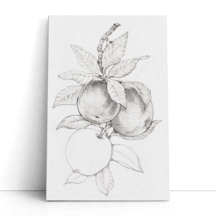 Fruit-Bearing Branch II Black and White - Canvas Print Wall Art