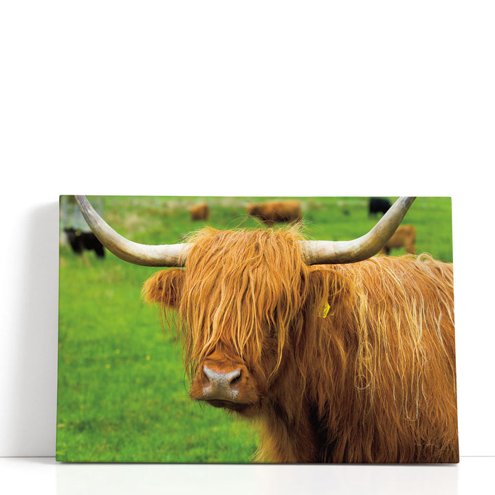 Scottish Highland Cattle I - Canvas Print Wall Art