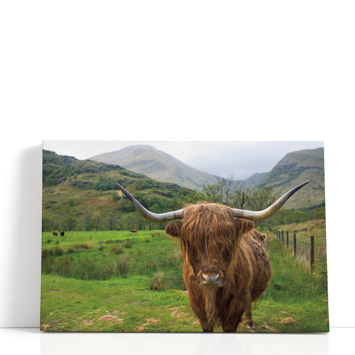 Scottish Highland cattle canvas in countryside