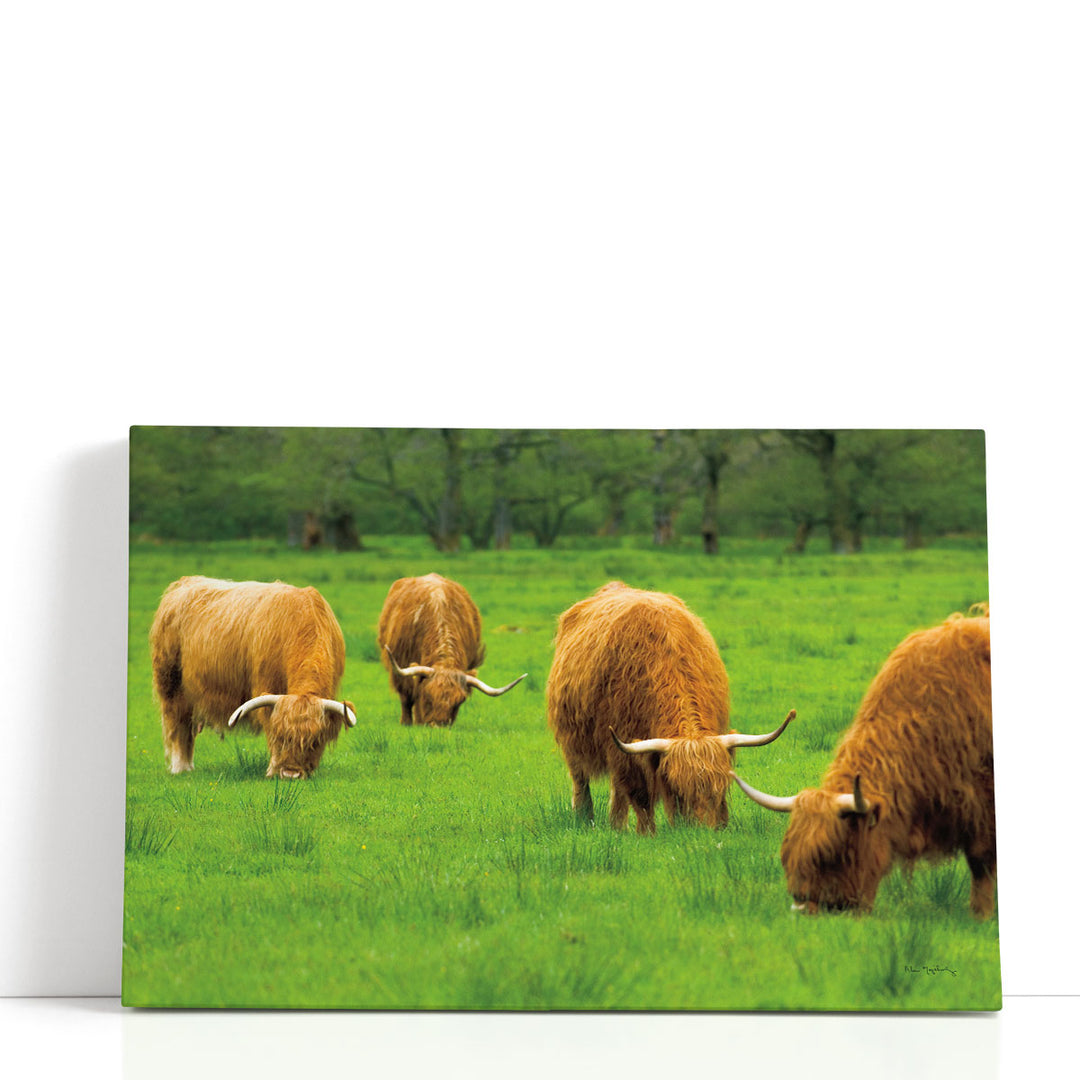 Scottish Highland Cattle IX - Canvas Print Wall Art