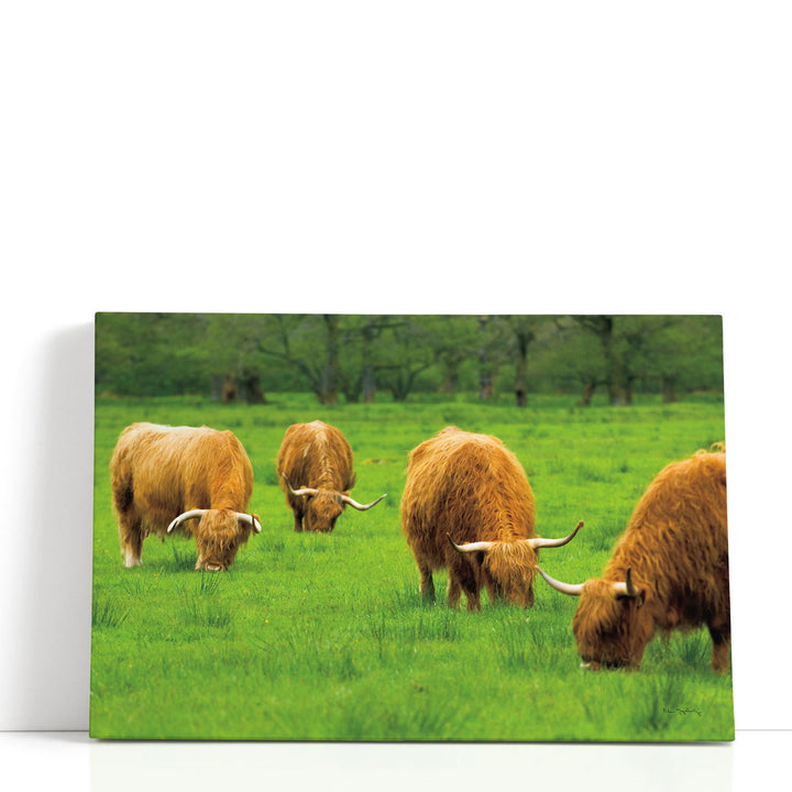 Scottish Highland Cattle IX - Canvas Print Wall Art