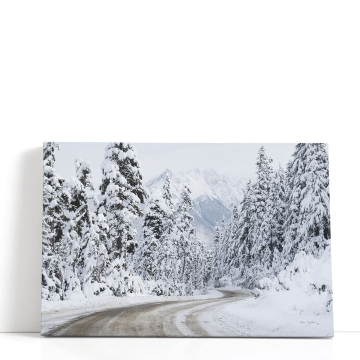 Snowy forest prints with tranquil winter landscape