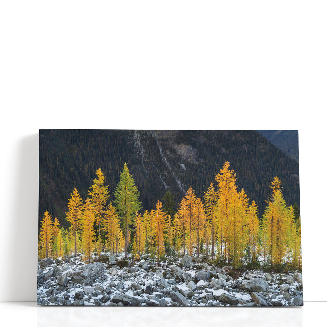Alpine Larches North Cascades - Canvas Print Wall Art