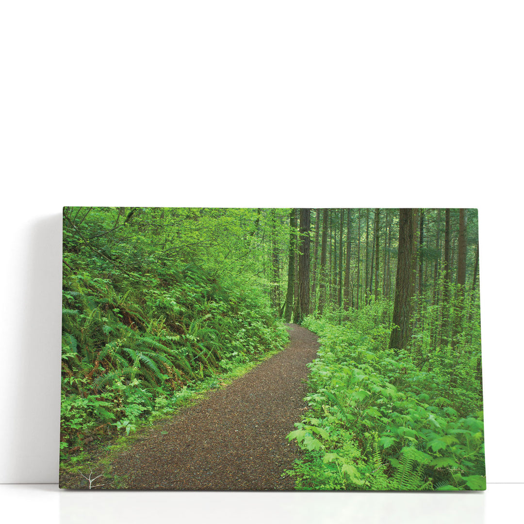 Green forest canvas with tall trees