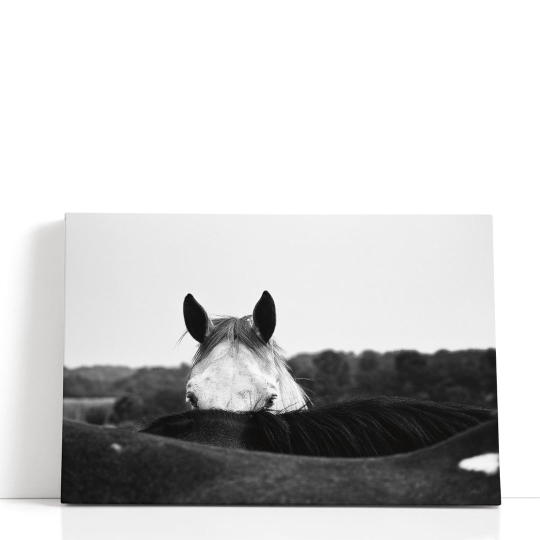 Flirt Black and White - Canvas Print Wall Art