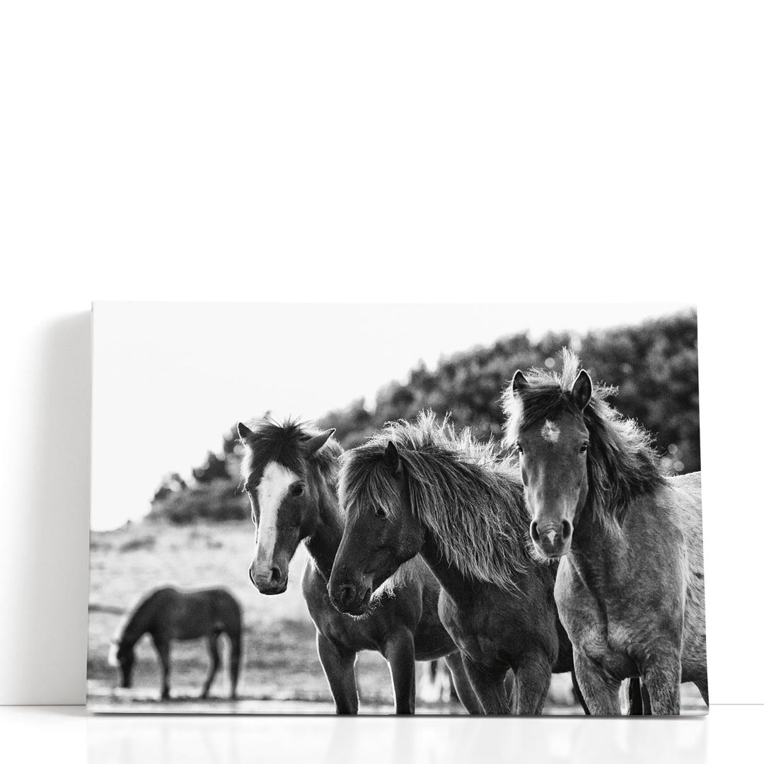 Horses Three Black and White - Canvas Print Wall Art