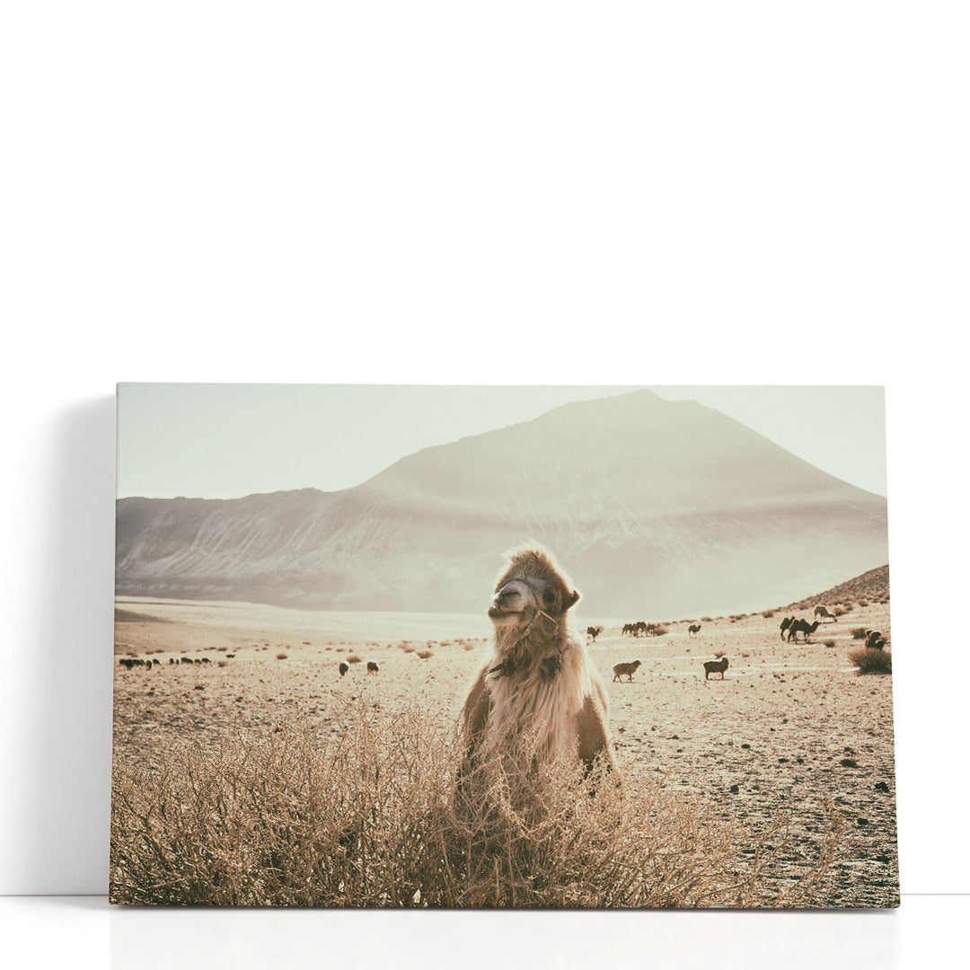 Desert Camel - Canvas Print Wall Art