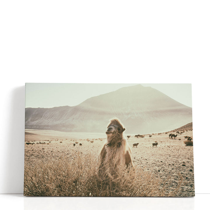 Desert Camel - Canvas Print Wall Art