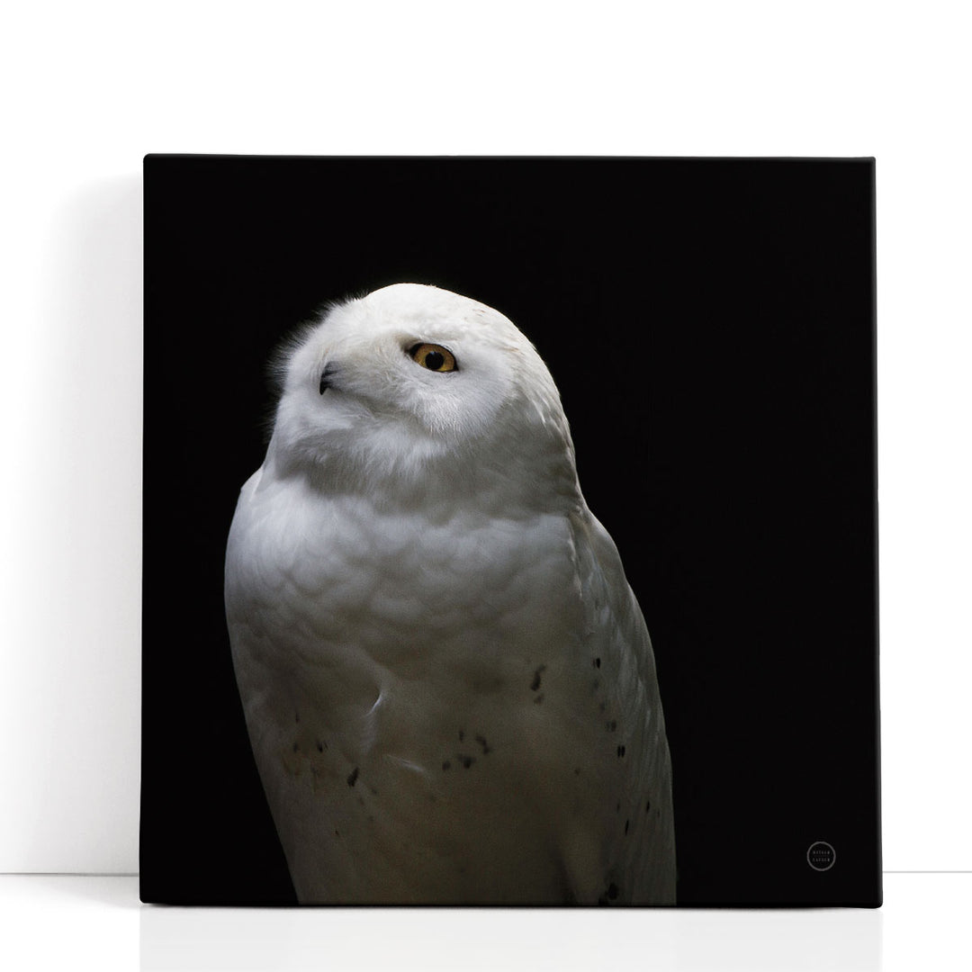 Snowy Owl Looks to the Sun Black and White - Canvas Print Wall Art