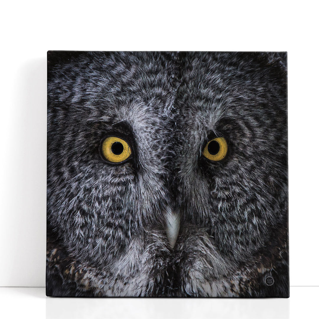 Great Grey Owl- Canvas Print Wall Art