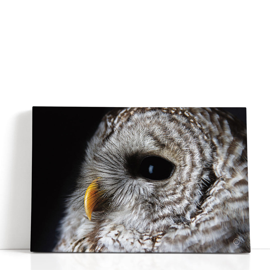Barred Owl Portrait - Canvas Print Wall Art