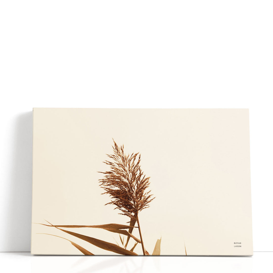 Summer Reeds I - Canvas Print Wall Art