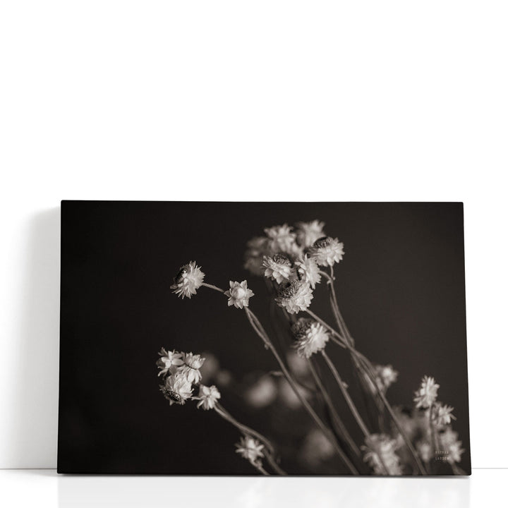Daisy Study Black and White - Canvas Print Wall Art