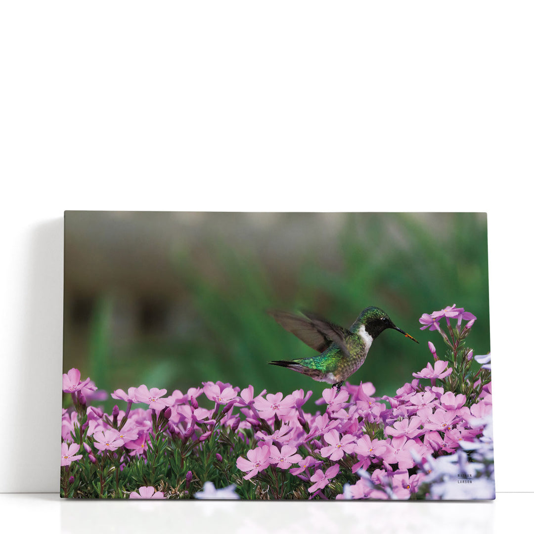 Spring Hummingbird - Canvas Print Wall Art