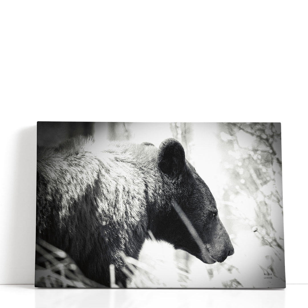 Bear Emerging Black and White - Canvas Print Wall Art