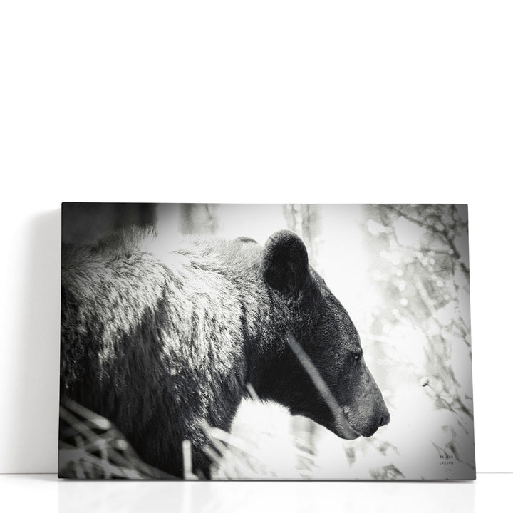 Bear Emerging Black and White - Canvas Print Wall Art