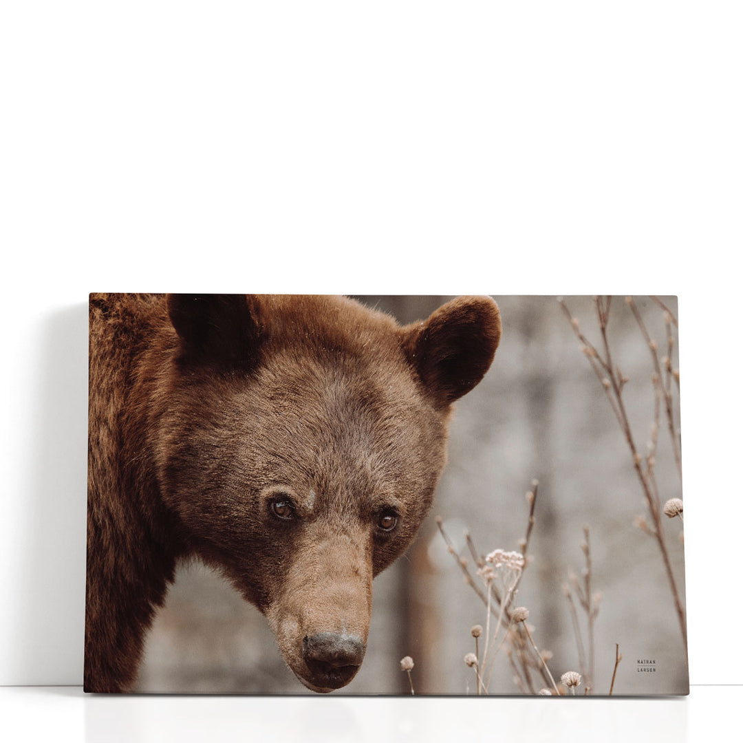 Bear Profile II - Canvas Print Wall Art