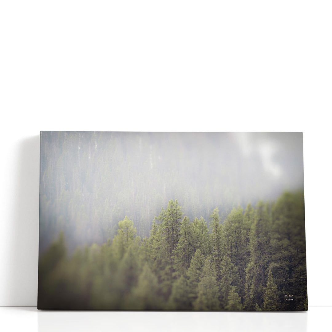 Northern Forests - Canvas Print Wall Art