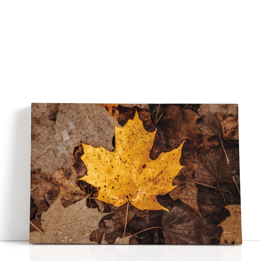 Fall Rains II - Canvas Print Wall Art