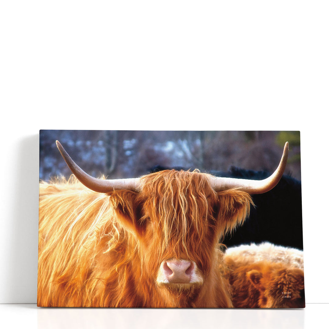 Highland Cow Sunshine - Canvas Print Wall Art